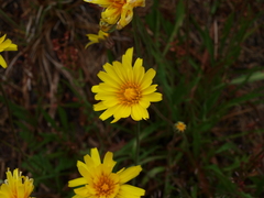 Microseris lanceolata