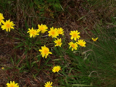 Microseris lanceolata