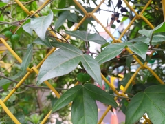 Passiflora suberosa