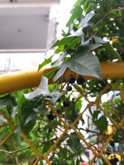 Passiflora suberosa