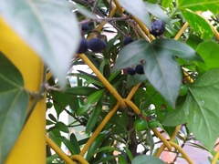Passiflora suberosa