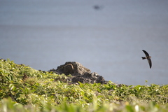 Aerodramus spodiopygius