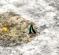 Graphium sarpedon luctatius