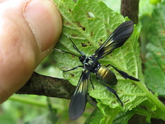 Macrocneme chrysitis