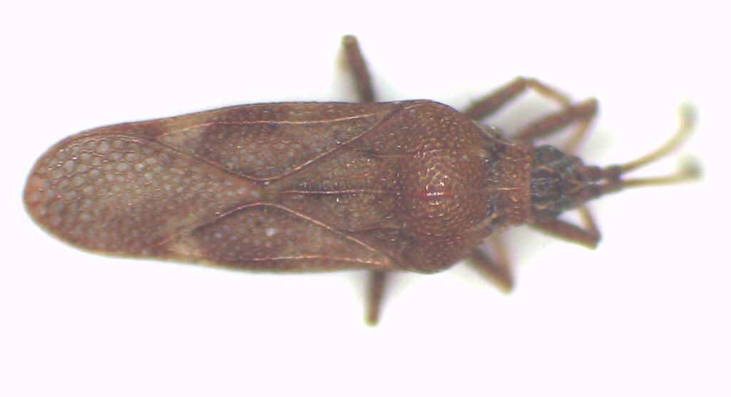 Nethersia nigra