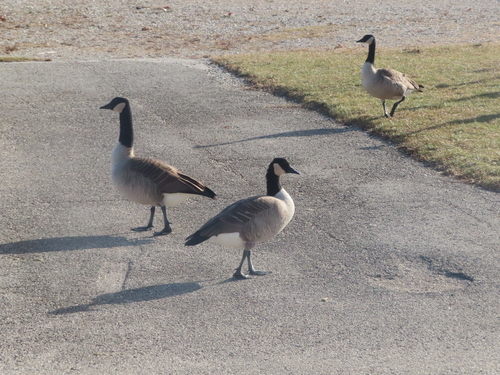 Lesser Canada Goose photographed in Wisconsin