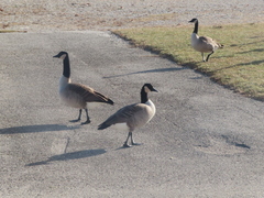 Branta canadensis parvipes
