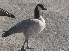 Branta canadensis parvipes