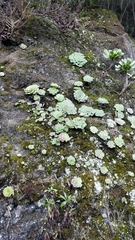 Aeonium glandulosum image