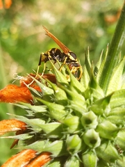 Polistes xanthogaster