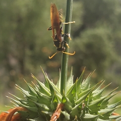 Polistes xanthogaster
