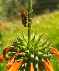 Polistes xanthogaster