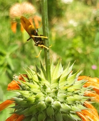 Polistes xanthogaster