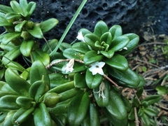 Lysimachia mauritiana