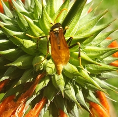 Polistes xanthogaster