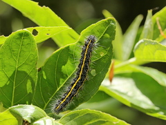 Taicallimorpha albipuncta