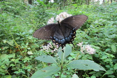Papilio glaucus