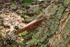 Lobosceliana