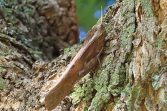 Lobosceliana