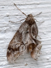 Alsophila aescularia