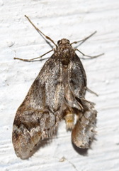 Alsophila aescularia