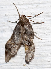 Alsophila aescularia
