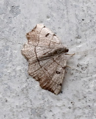 Eilicrinia trinotata