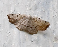 Eilicrinia trinotata