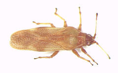 Nethersia kimberleyensis