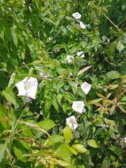 Calystegia sepium roseata x Silvatica disjuncta