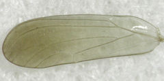 Anoeconeossa communis