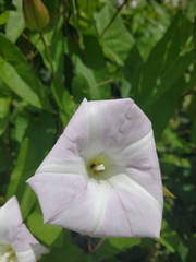 Calystegia sepium roseata x Silvatica disjuncta