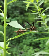 Vitacea polistiformis