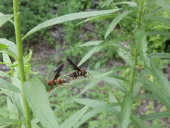 Vitacea polistiformis