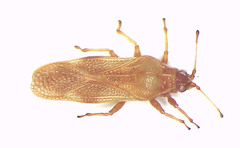 Nethersia kimberleyensis