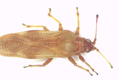 Nethersia kimberleyensis