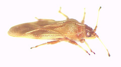 Nethersia kimberleyensis