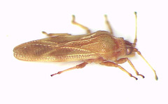 Nethersia kimberleyensis