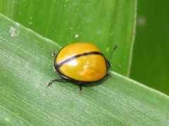 Aegithus nigrocinctus