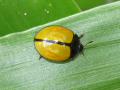 Aegithus nigrocinctus