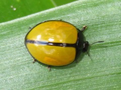 Aegithus nigrocinctus