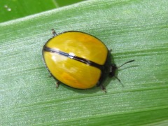 Aegithus nigrocinctus