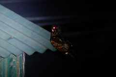 Caprimulgus jotaka