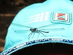 Teinopodagrion