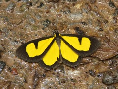 Atyria mnemosyne