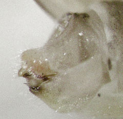 Anoeconeossa communis