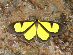 Atyria mnemosyne