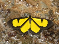 Atyria mnemosyne