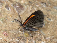 Sangalopsis