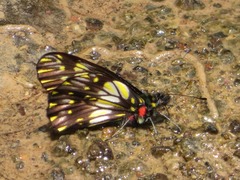 Catasticta ctemene